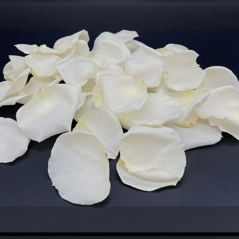 NEW ELEGANT LARGE DECORATIVE ARTIFICIAL WHITE ROSE PETALS 1000 PIECE PACKAGE